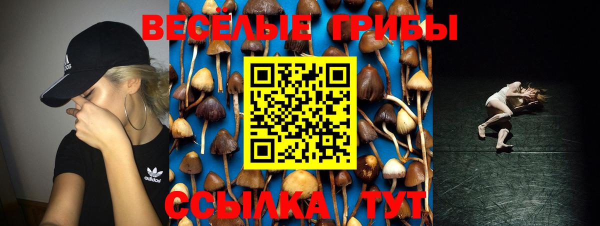 купить наркоту  Вход с VPN  Новозыбков  Галлюциногенные грибы Cubensis 